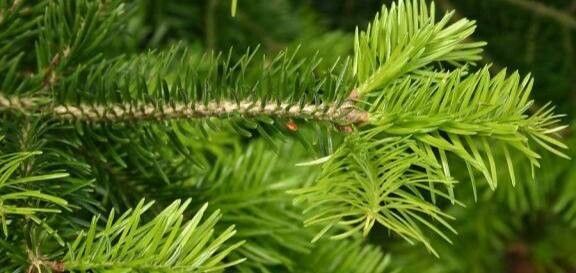 Abies × borisii-regis leaf