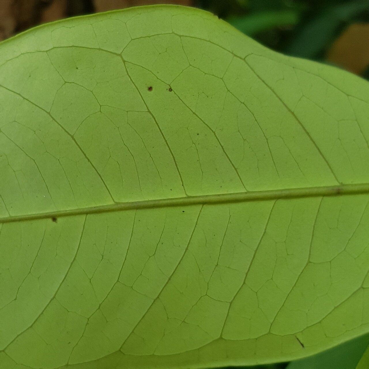 Syzygium ridleyi — houseplant care guide