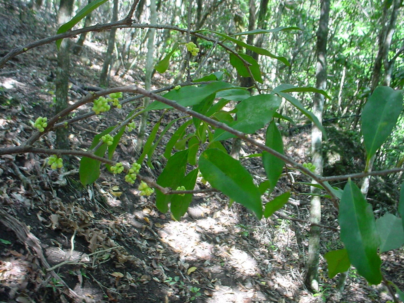 Xylosma grossecrenata habit