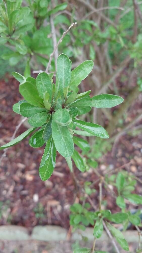 Lycium flexicaule — search result for 'Lycium'