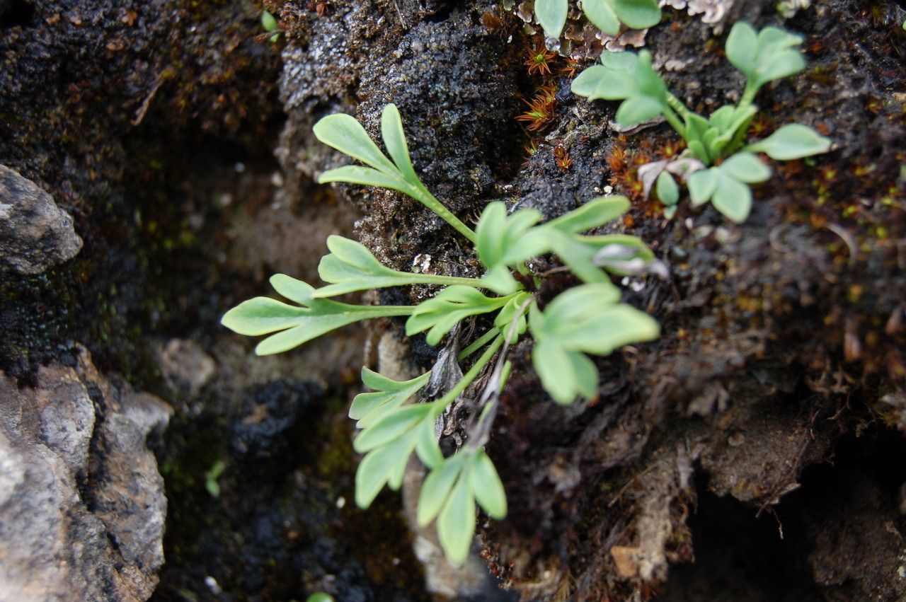 Meconopsis bella — related species from the same genus