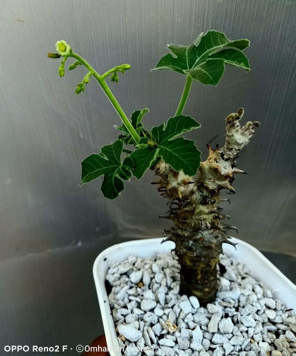 Jatropha spinosissima — houseplant care guide
