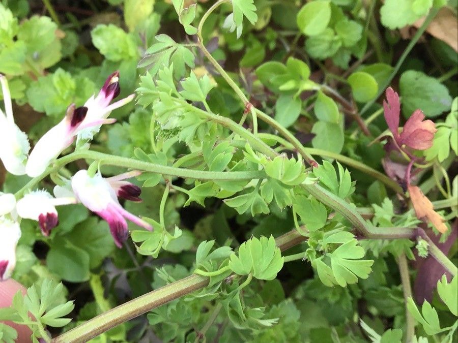 Fumaria bastardii leaf