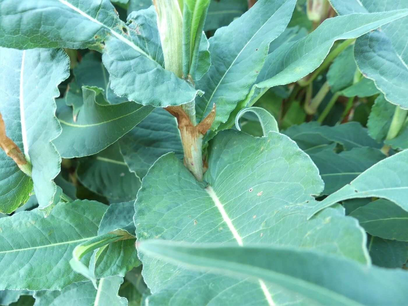 Persicaria amplexicaulis bark