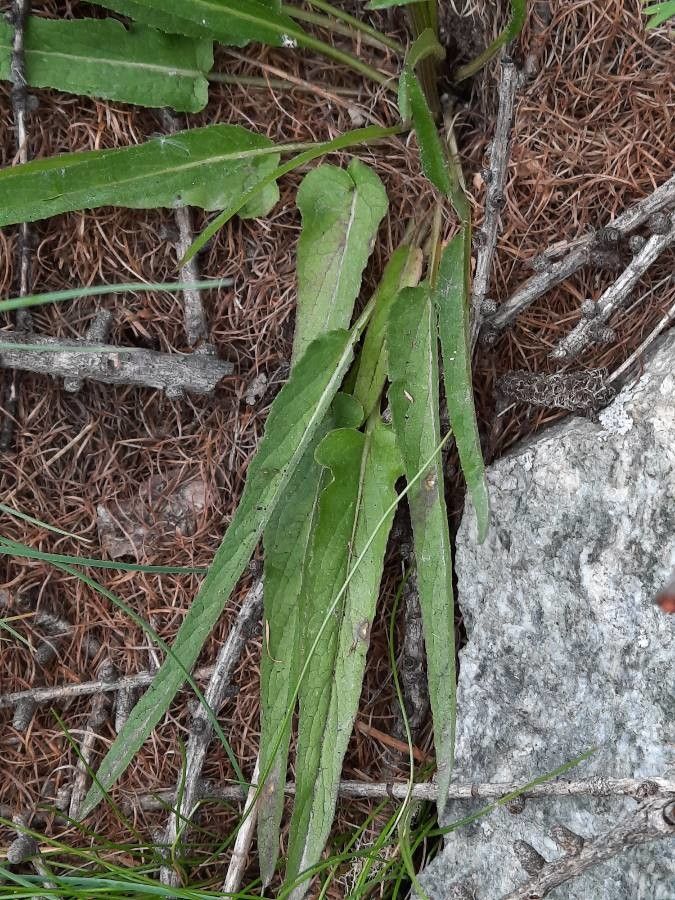 Phyteuma betonicifolium leaf