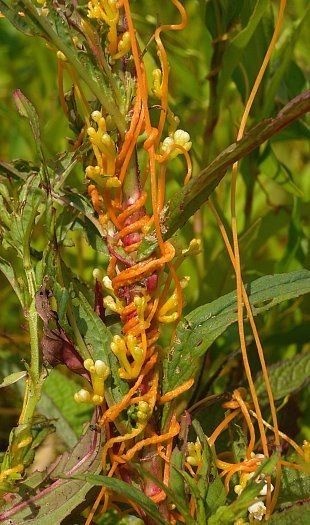 Cuscuta polygonorum flower