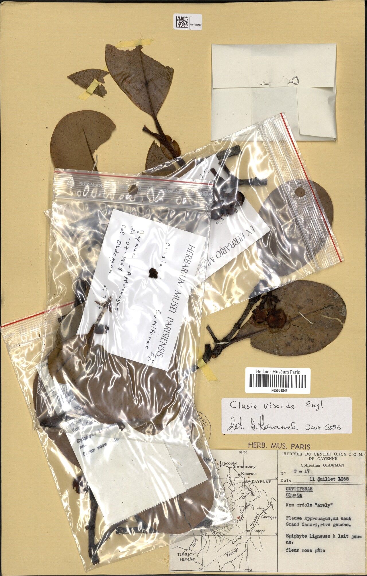 Clusia viscida fruit