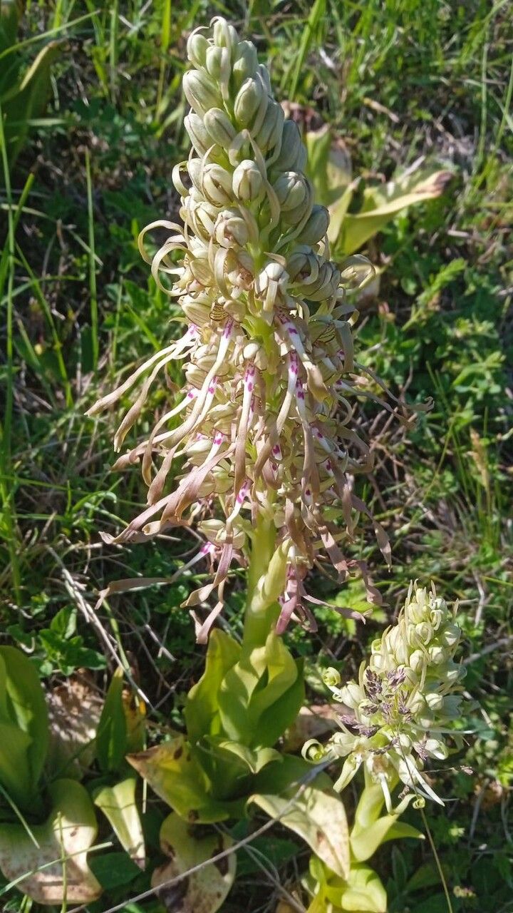 Frasera speciosa leaf