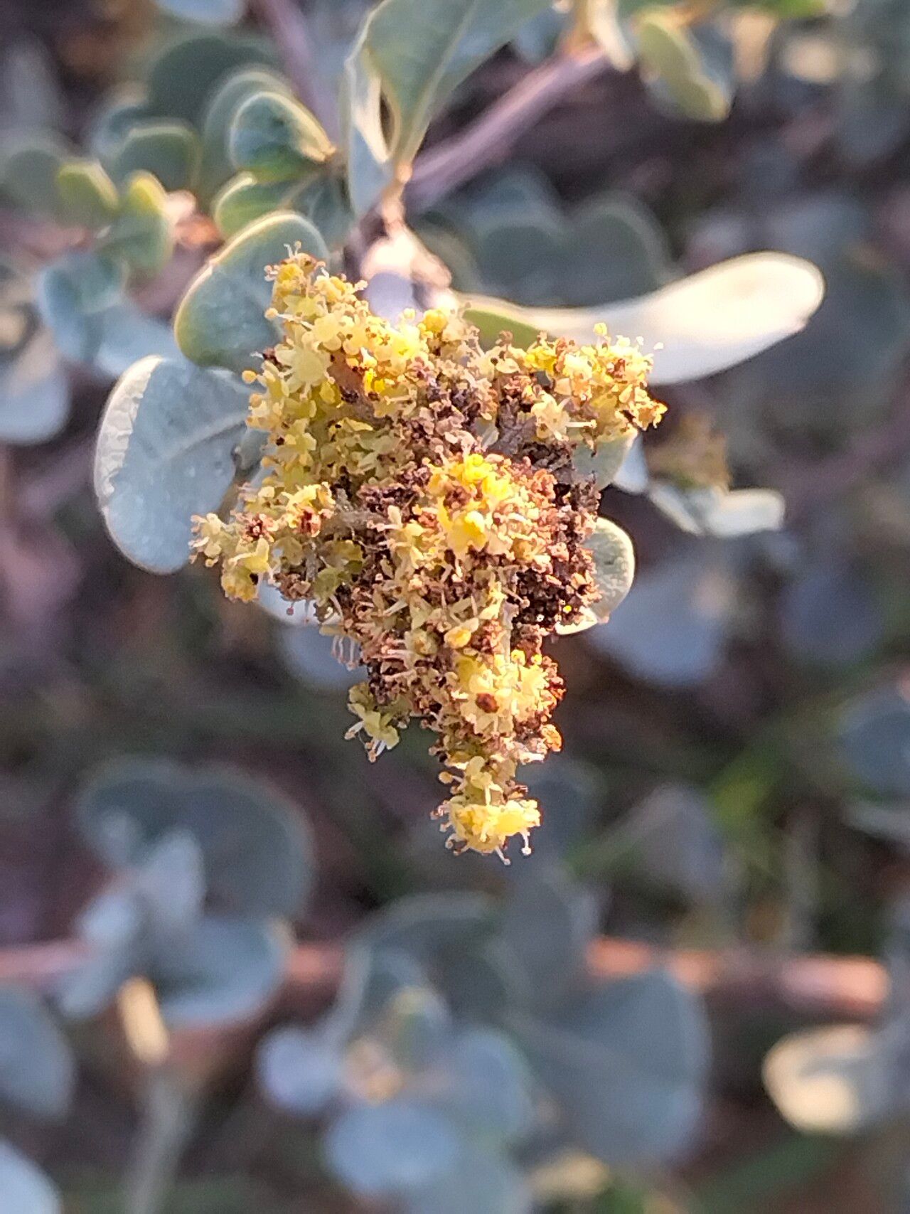 Searsia glauca flower