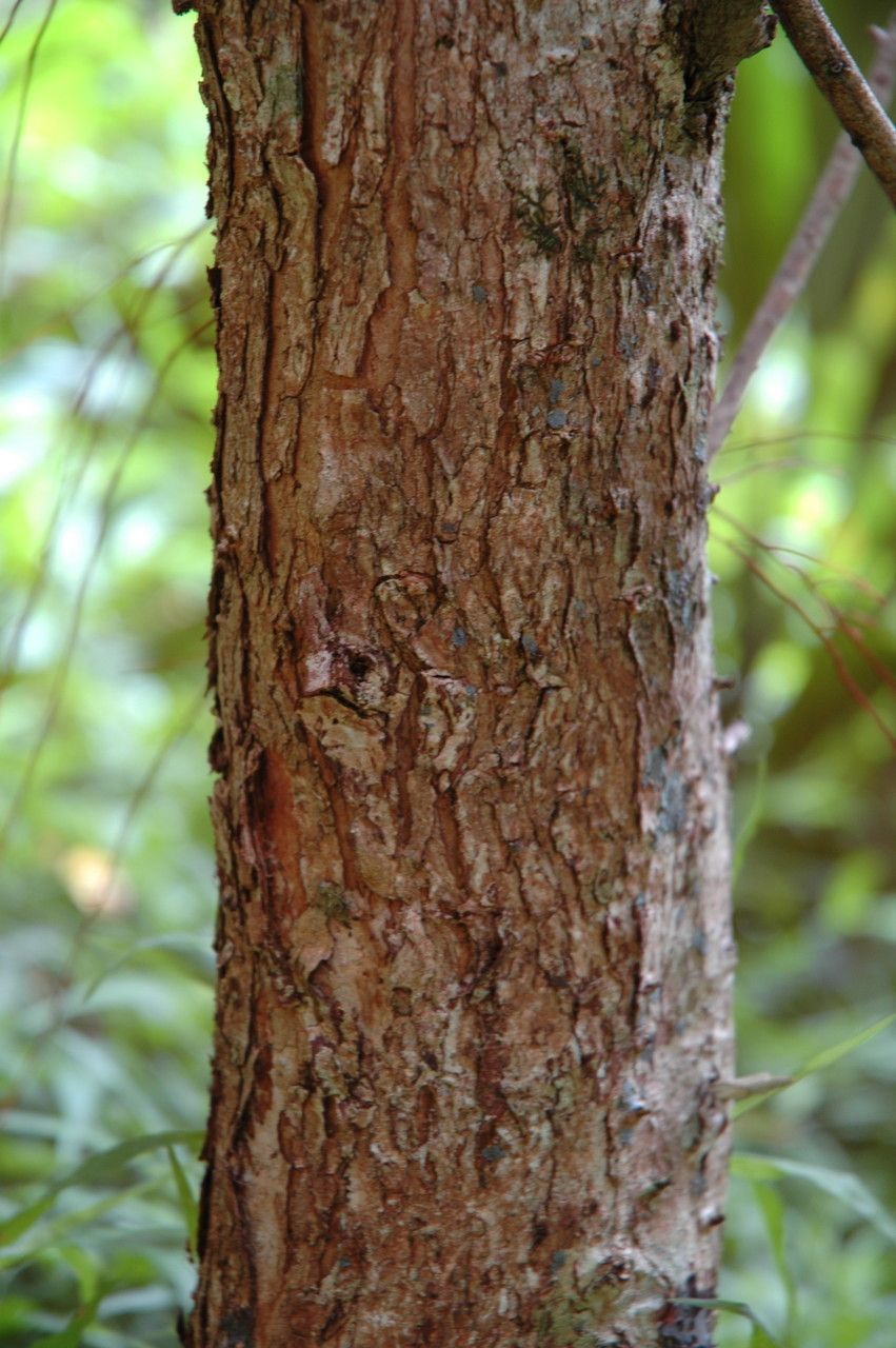 Metrosideros polymorpha bark