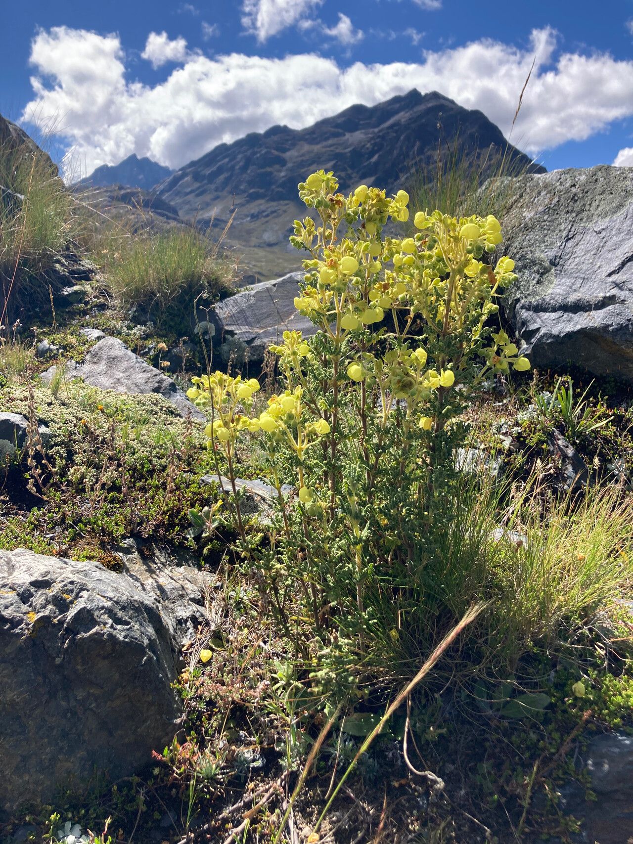 Calceolaria incarum habit