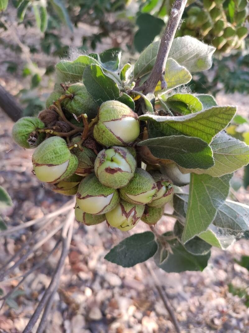 Cordia boissieri fruit