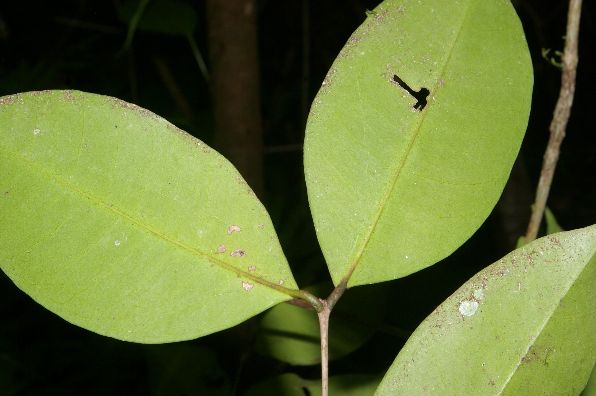 Calyptranthes chytraculia leaf