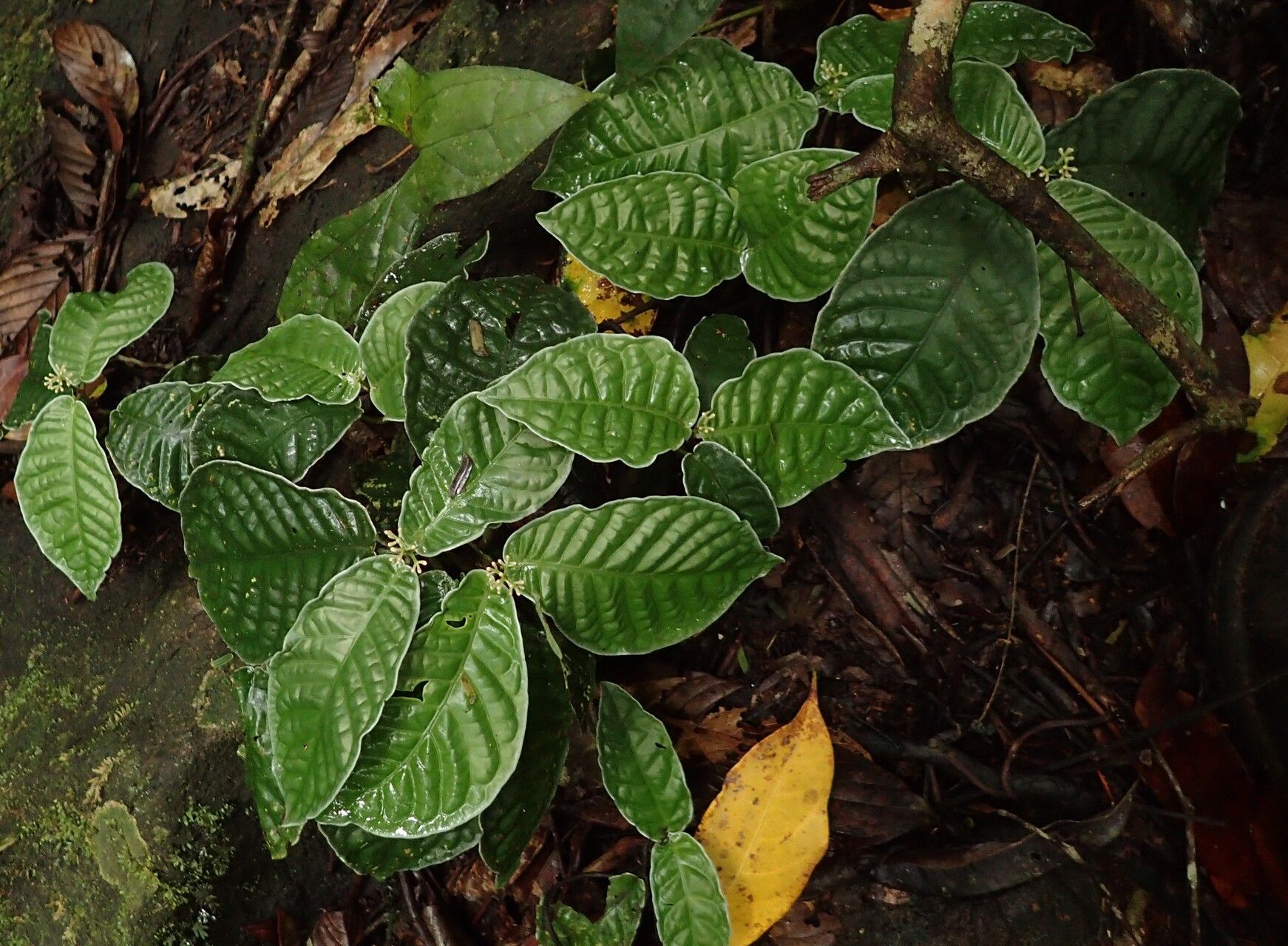 Psychotria brandneriana habit