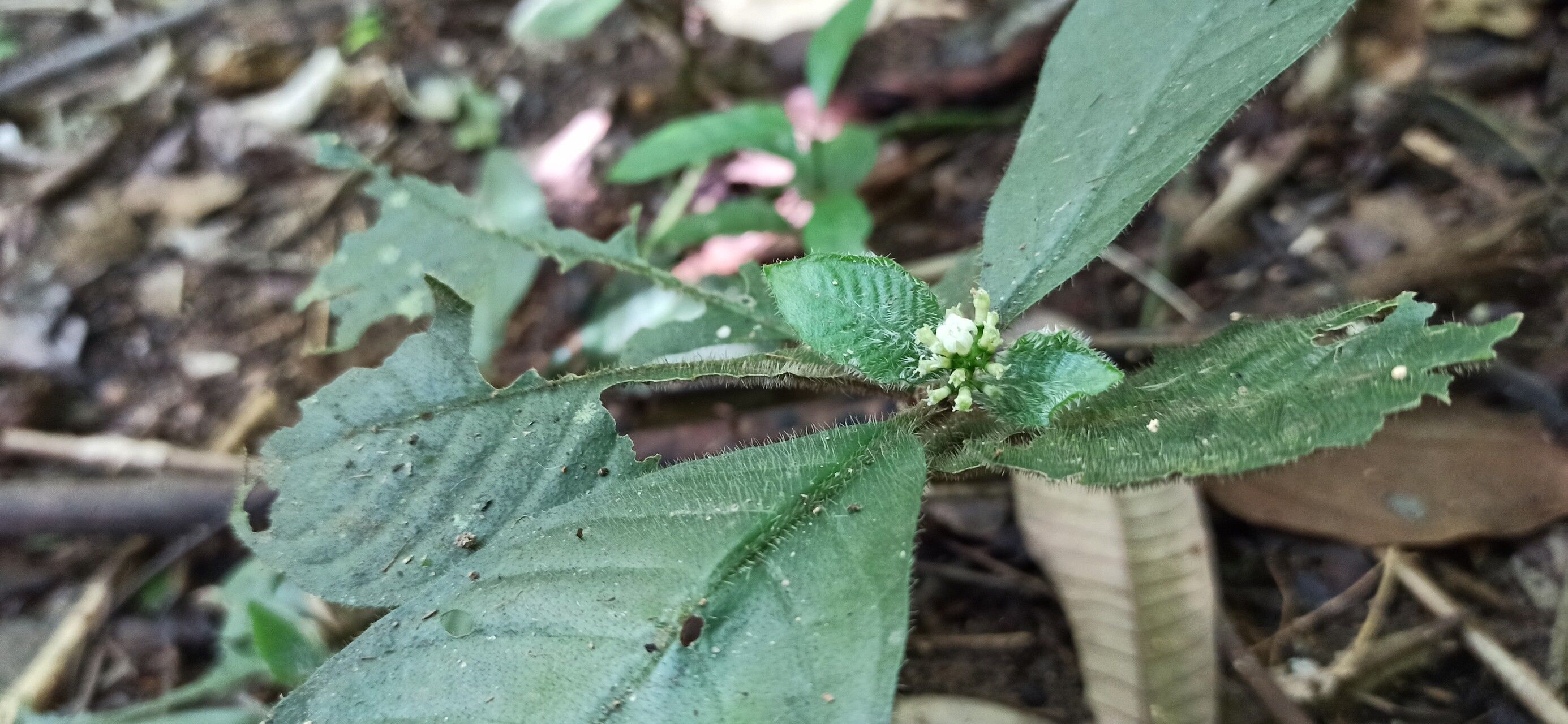Psychotria humilis — houseplant care guide