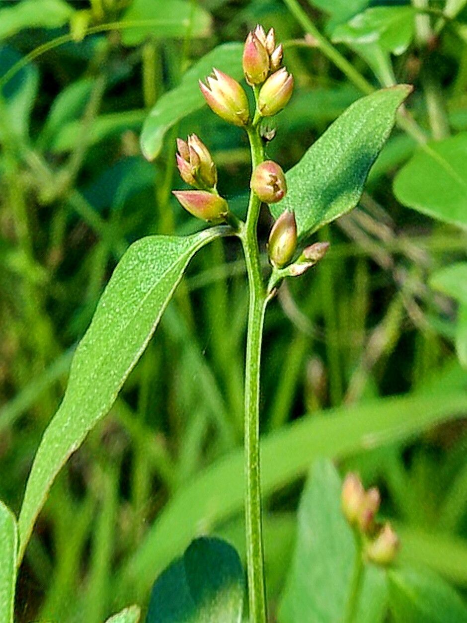 Celosia nitida — houseplant care guide