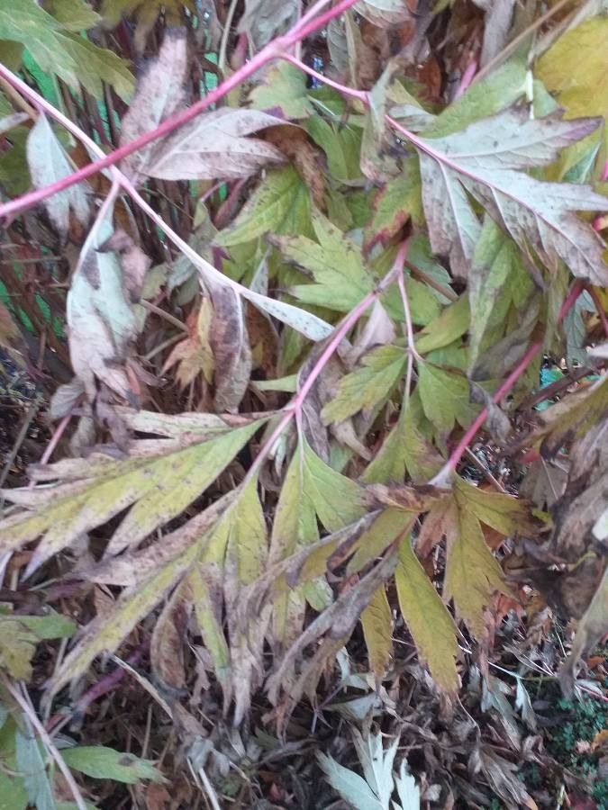 Paeonia ludlowii leaf