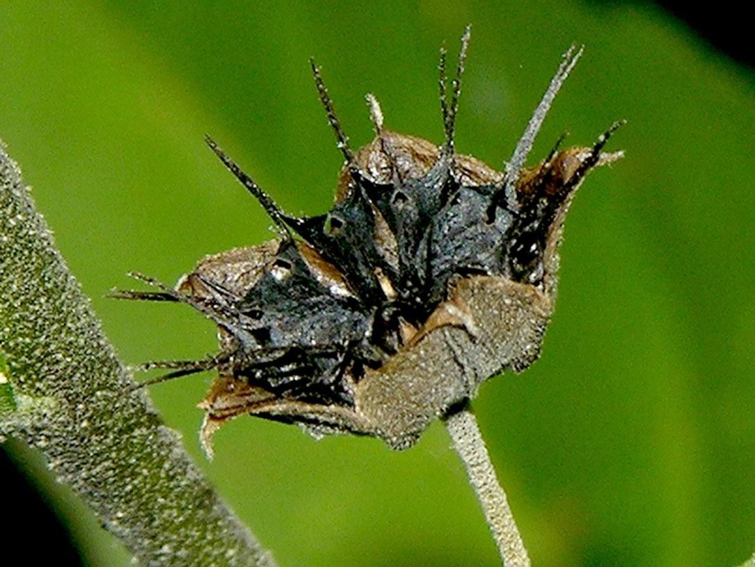 Sida setosa fruit