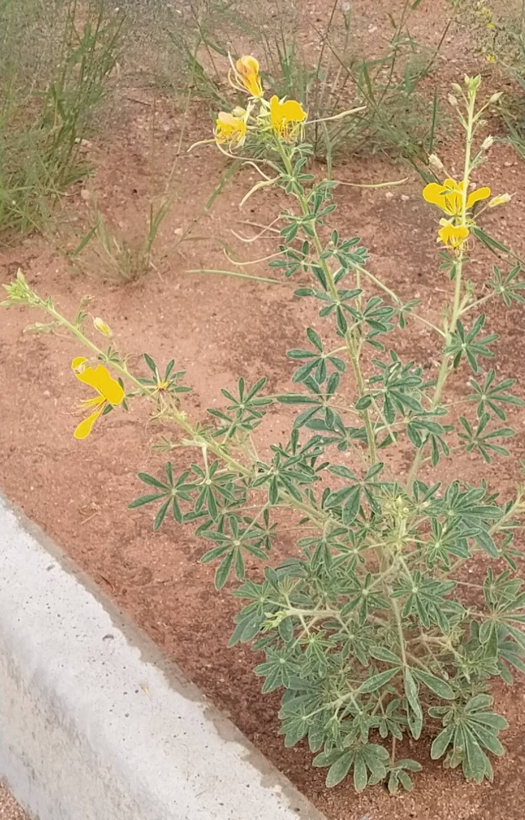 Cleome foliosa habit