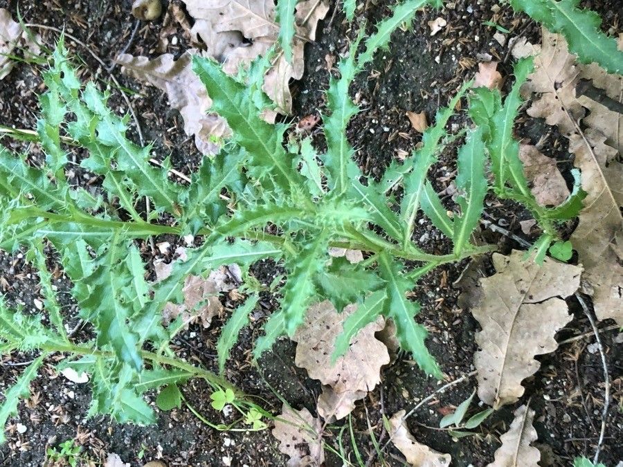 Cirsium heterophyllum — search result for 'Cirsium'