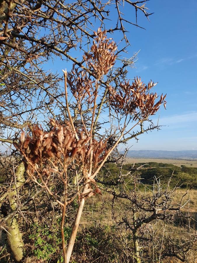 Kalanchoe mitejea fruit