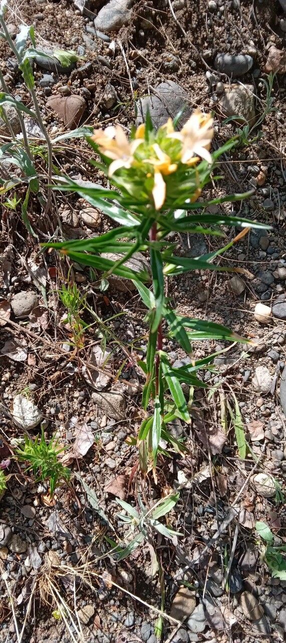 Collomia grandiflora leaf