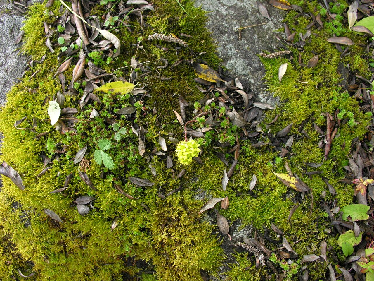 Sedum trullipetalum habit