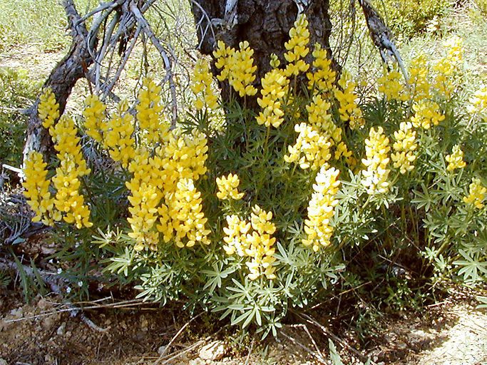 Lupinus croceus habit