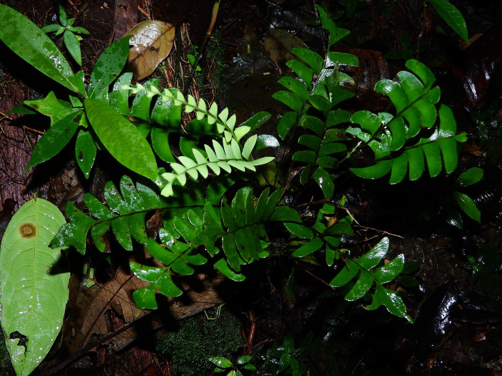 Lindsaea falcata habit