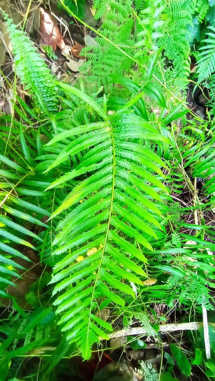 Thelypteris forsteri leaf