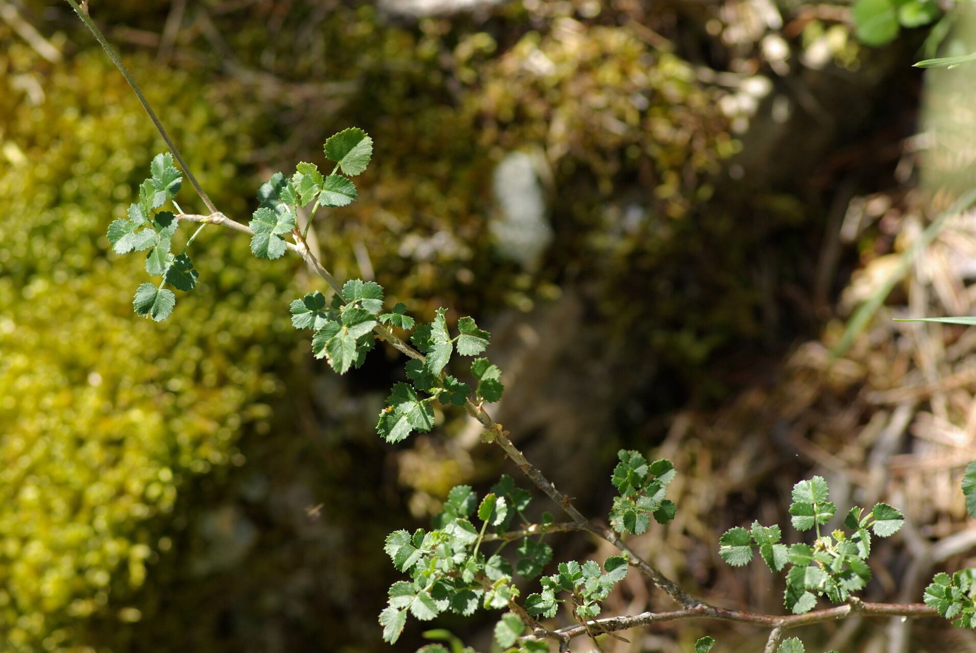 Ononis aragonensis — related species from the same genus