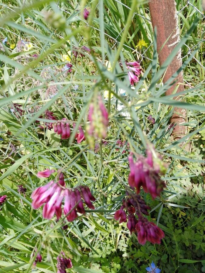 Vicia sicula flower