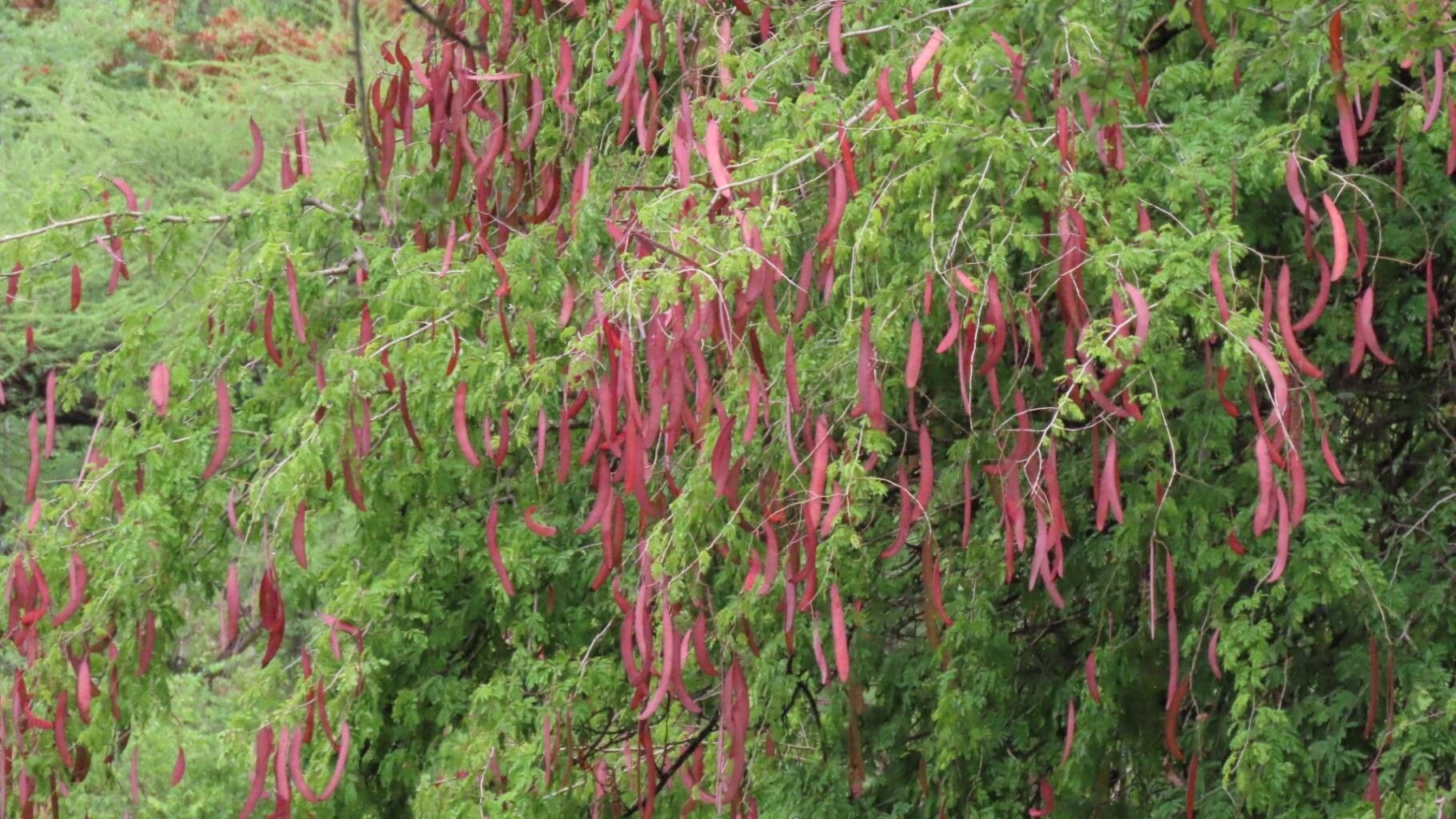 Newtonia hildebrandtii fruit