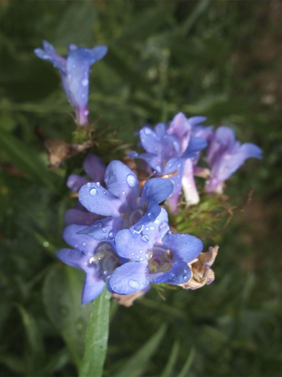 Penstemon platyphyllus — search result for 'Penstemon'