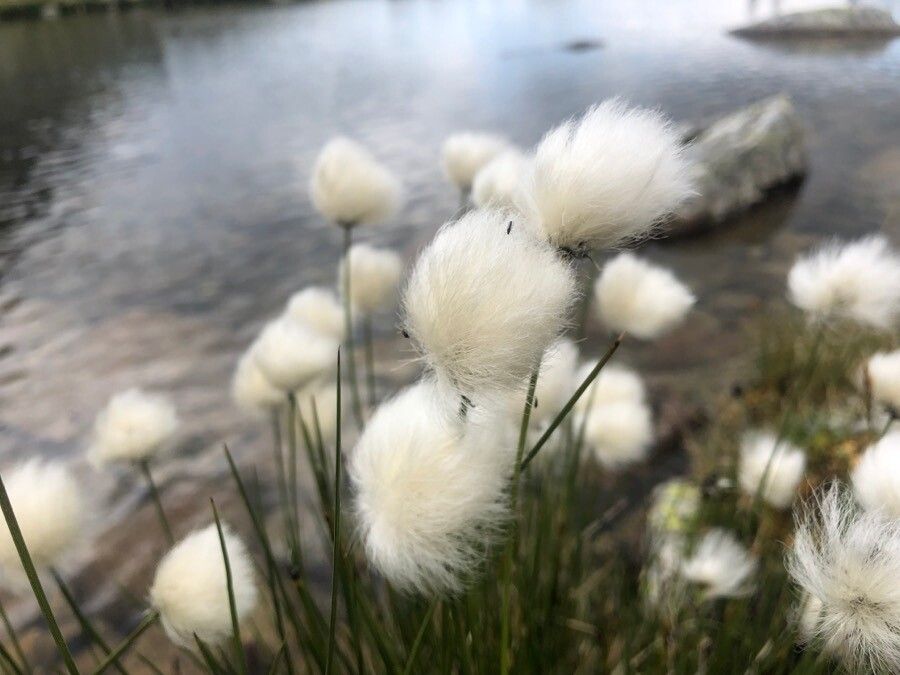Eriophorum vaginatum fruit