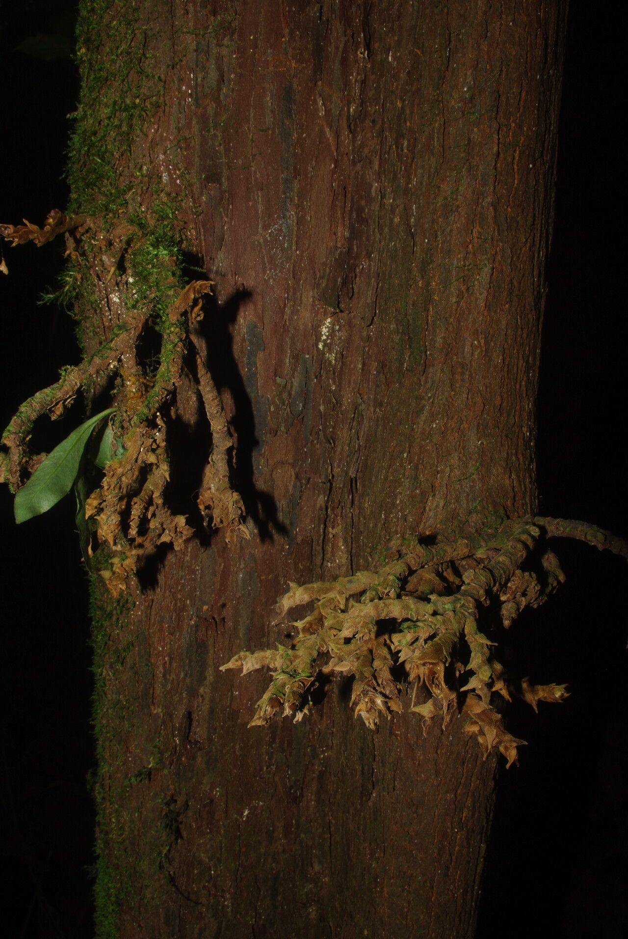 Piptostigma submontanum bark