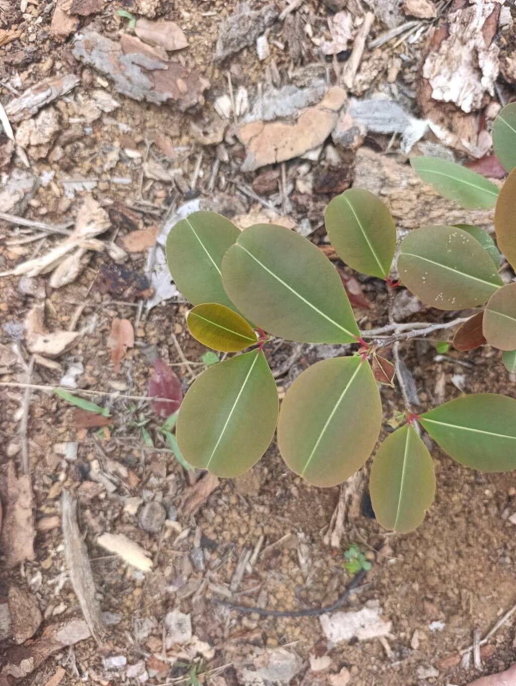 Erythroxylum platyclados leaf