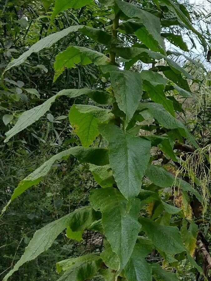 Calomeria amaranthoides — houseplant care guide