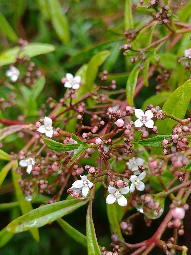 Zieria smithii flower