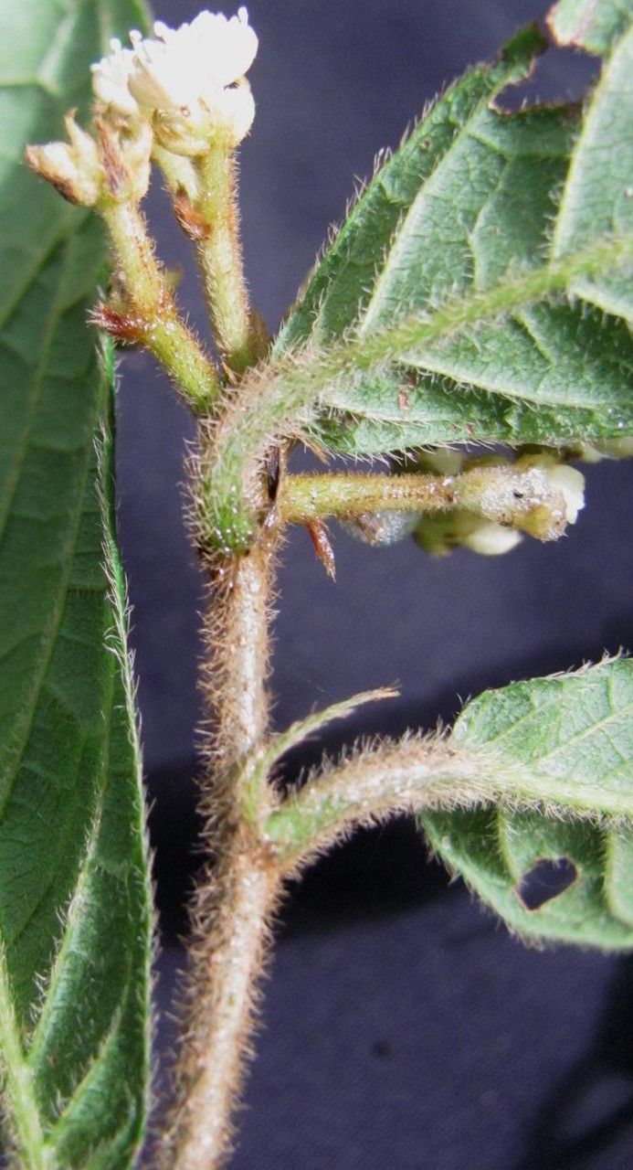 Dichapetalum reliquum other