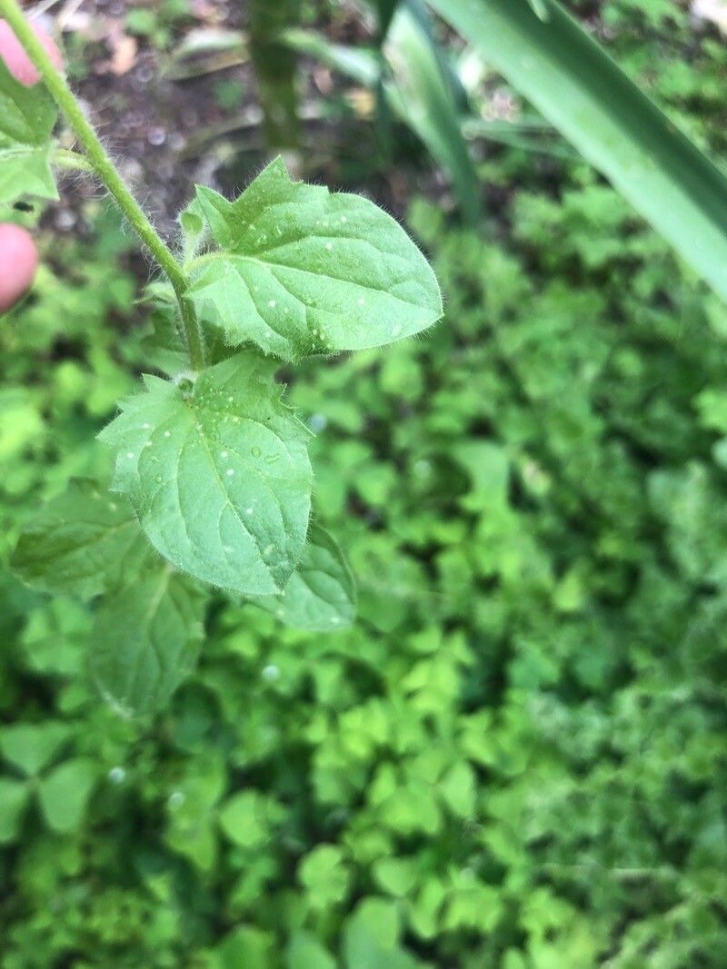 Kickxia elatine leaf