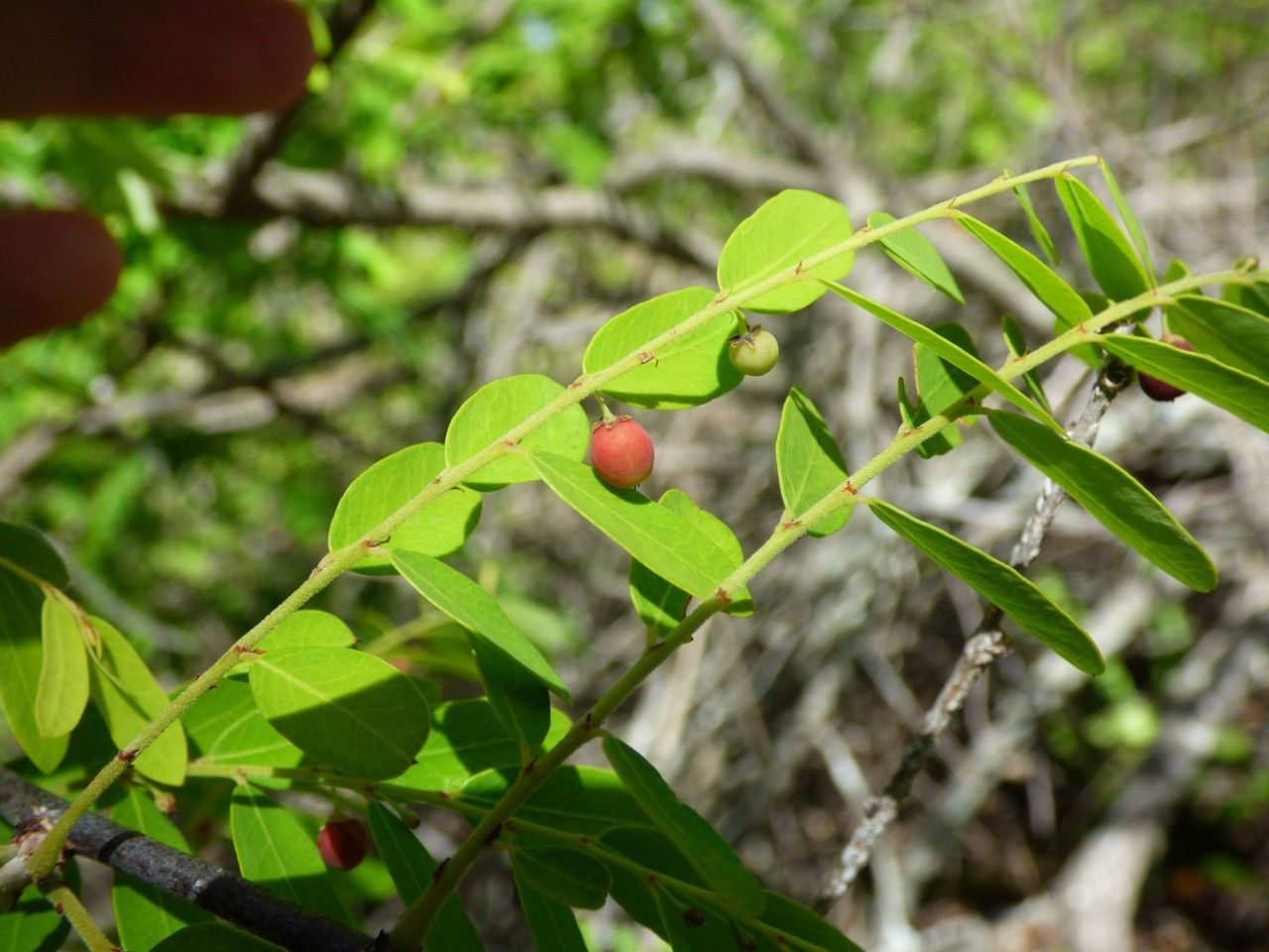 Phyllanthus casticum fruit