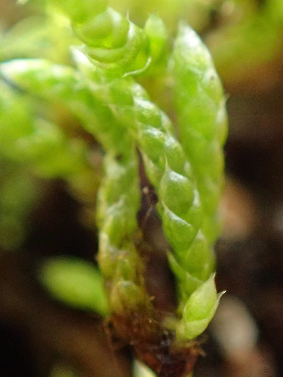 Bryum argenteum fruit