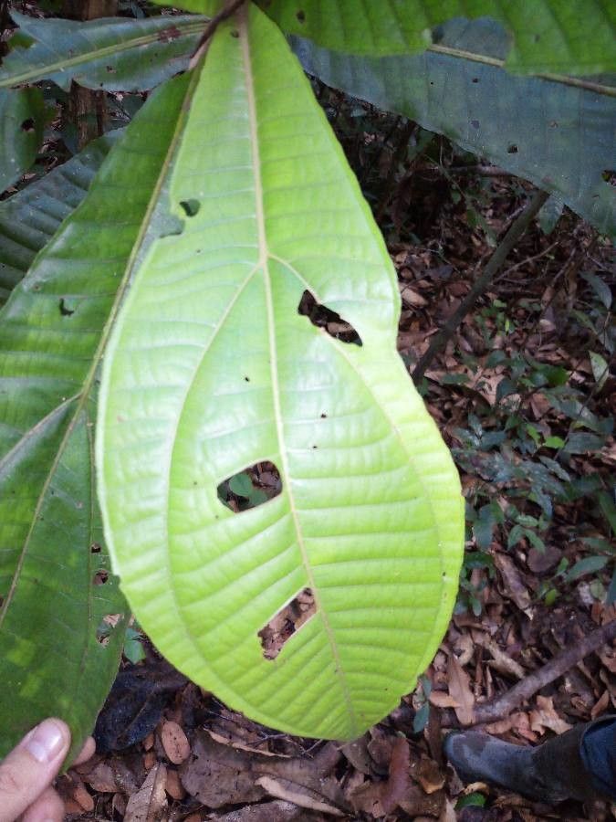 Miconia plukenetii leaf