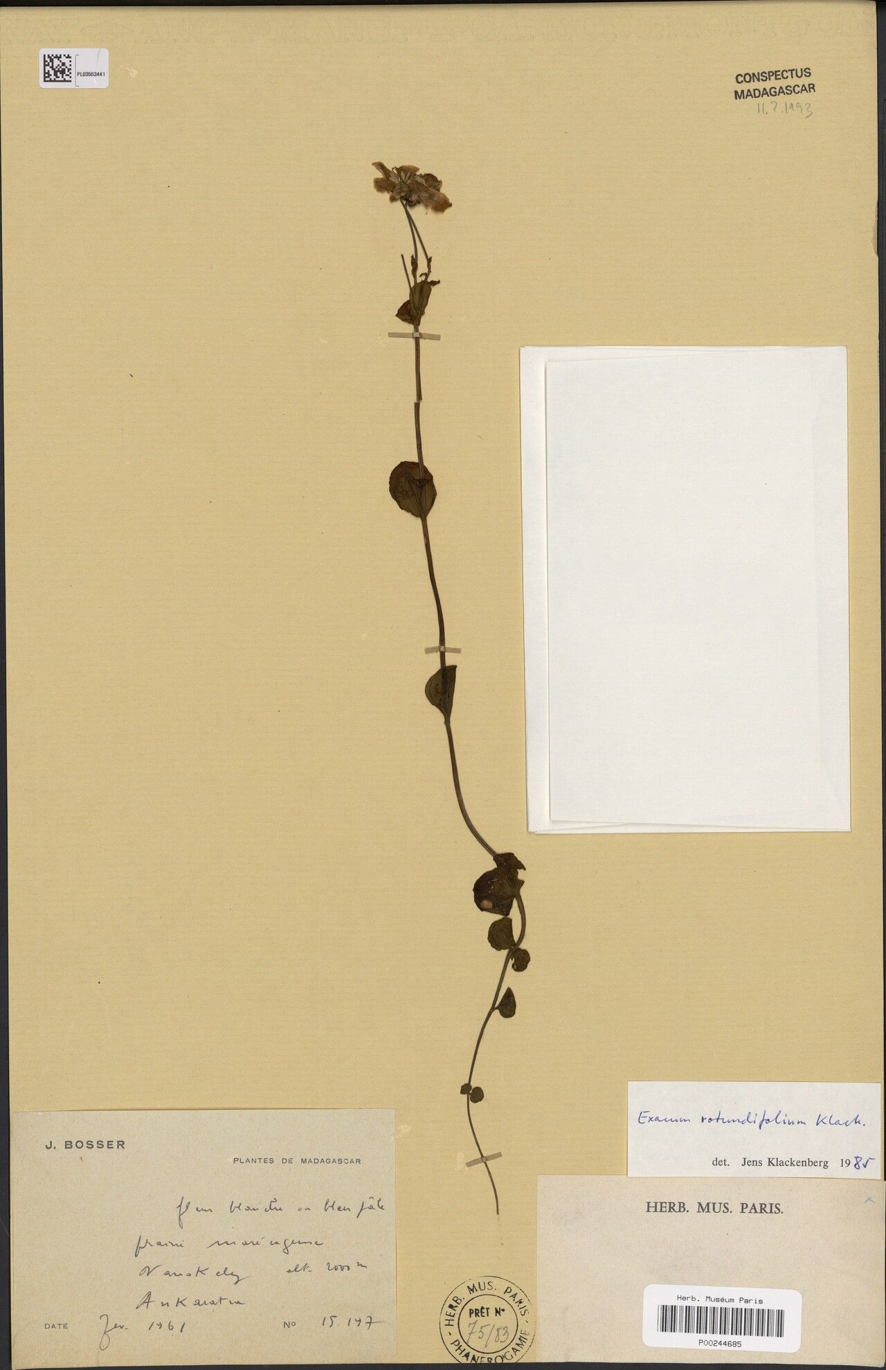 Exacum rotundifolium — houseplant care guide