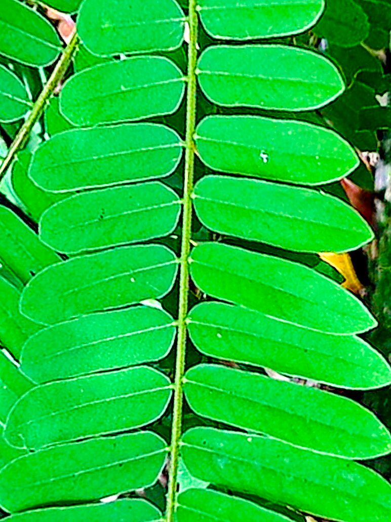 Cnestis palala — houseplant care guide