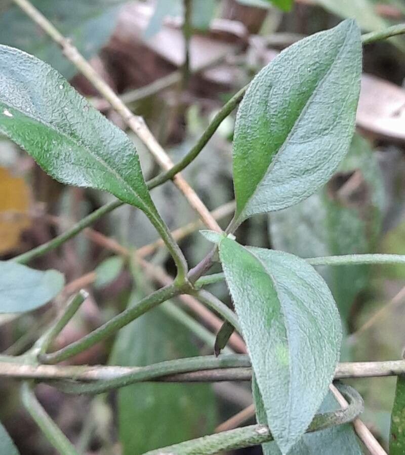 Manettia paraguariensis — houseplant care guide