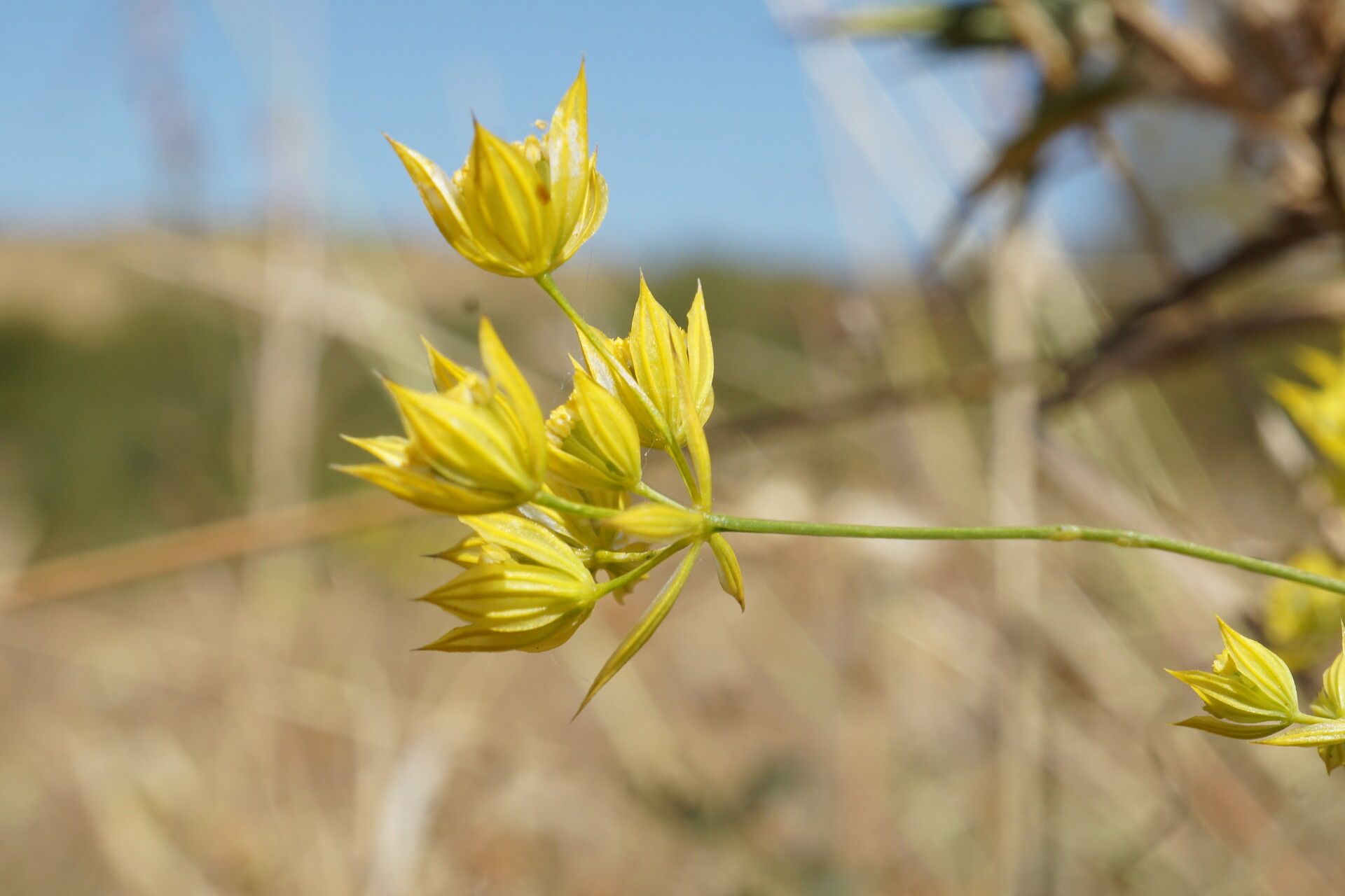 Bupleurum flavum flower