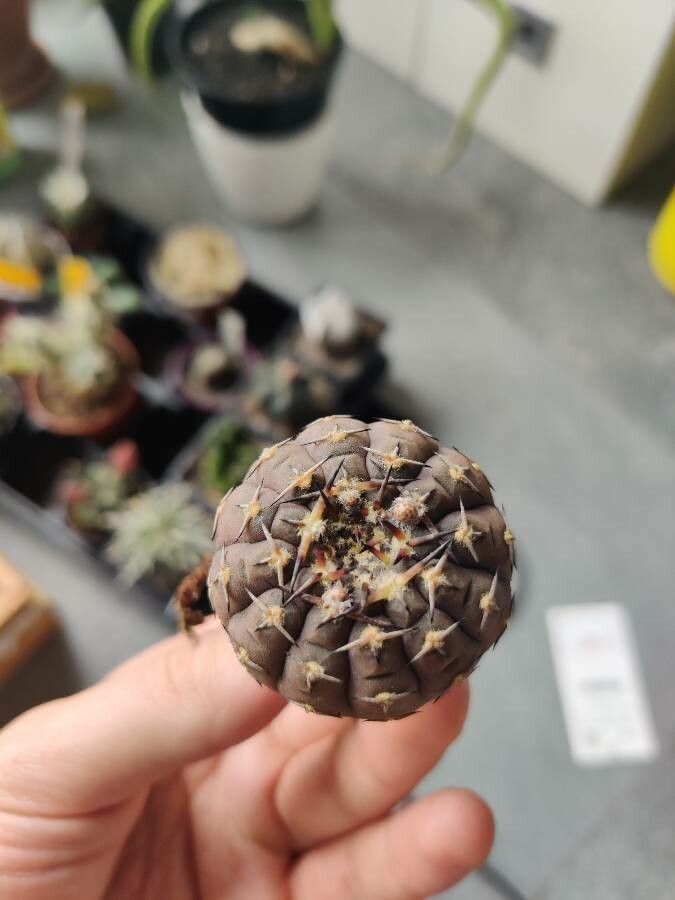 Gymnocalycium platense leaf