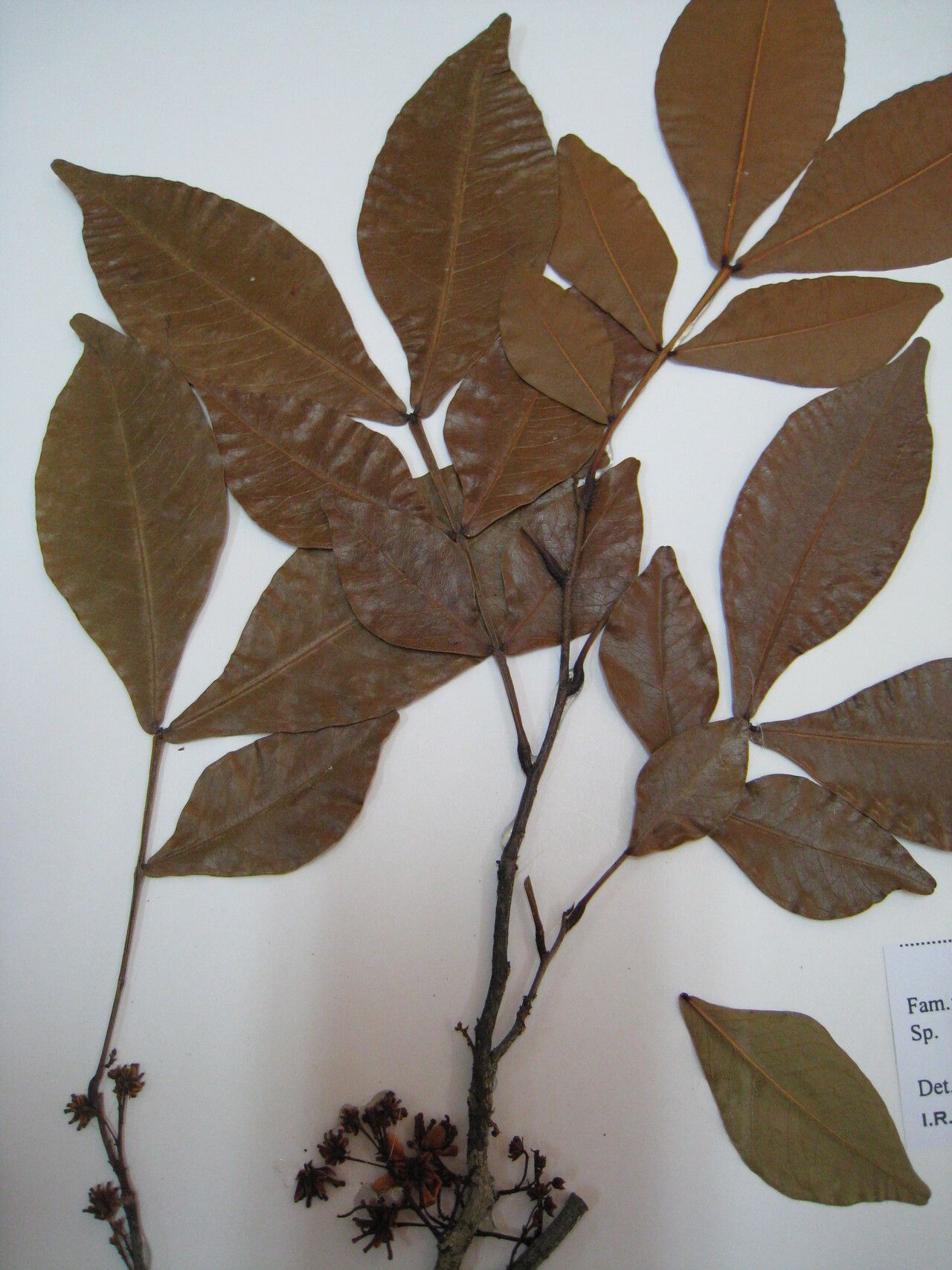 Chamaecrista apoucouita other